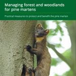 Managing forests for pine martens