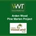 Arden wood pine marten project