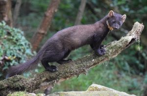 Pine marten photographed at Glory Glory Hides Credit: Kevin McCann