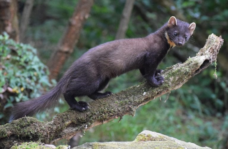 Pine martens and ecotourism - PineMarten.ie