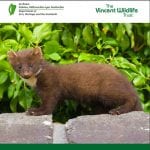 How to exclude pine martens from game and poultry pens
