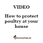 How to protect poultry Video