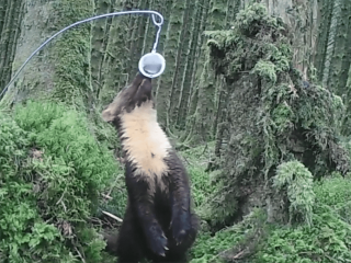 Pine marten in Scotland with jiggler. Credit: VWT