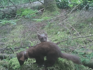 Pine marten with kit. Credit: VWT