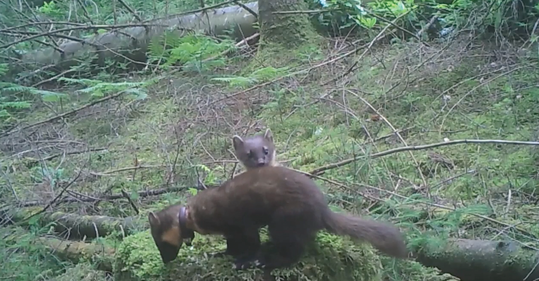 Pine marten with kit. Credit: VWT