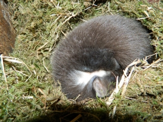 Pine marten kit in owl box. Credit: VWT