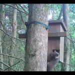 Pine marten activity video