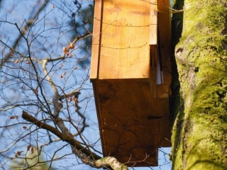 Den boxes - PineMarten.ie