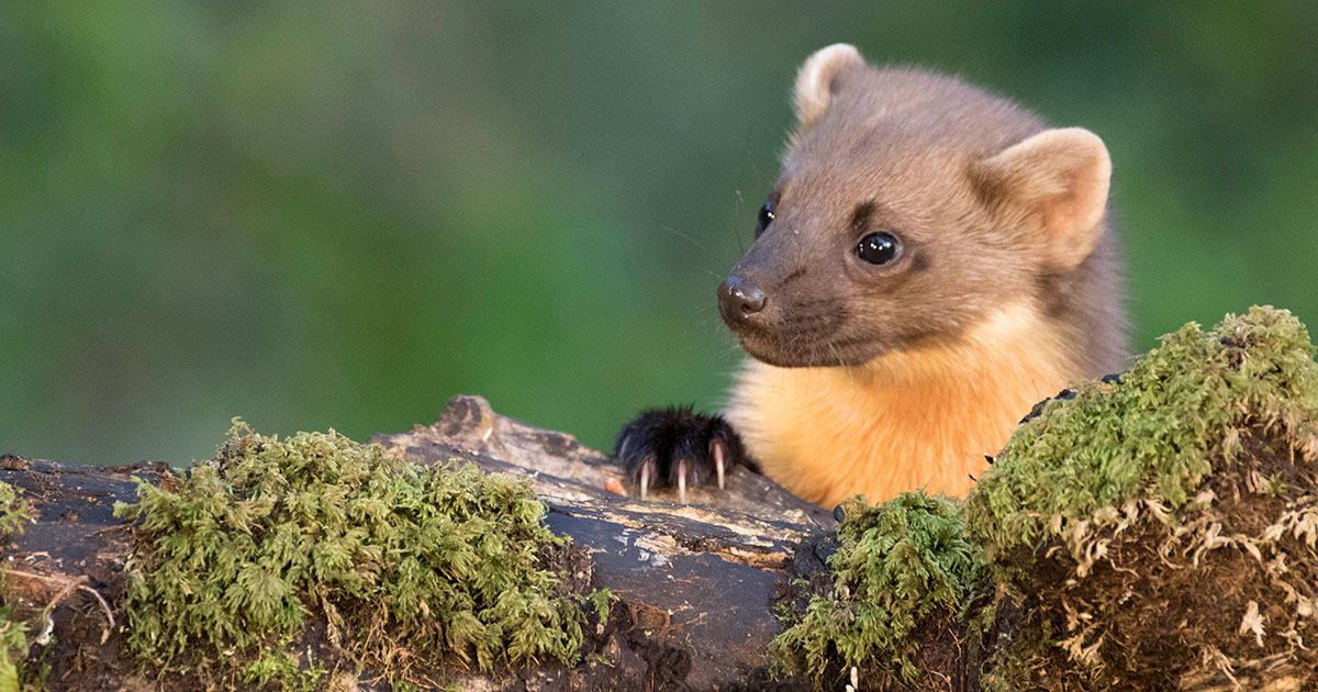 How to tell a pine marten from a mink or feral ferret 