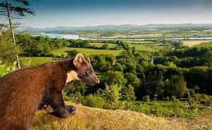 Pine marten in front of countryside backdrop